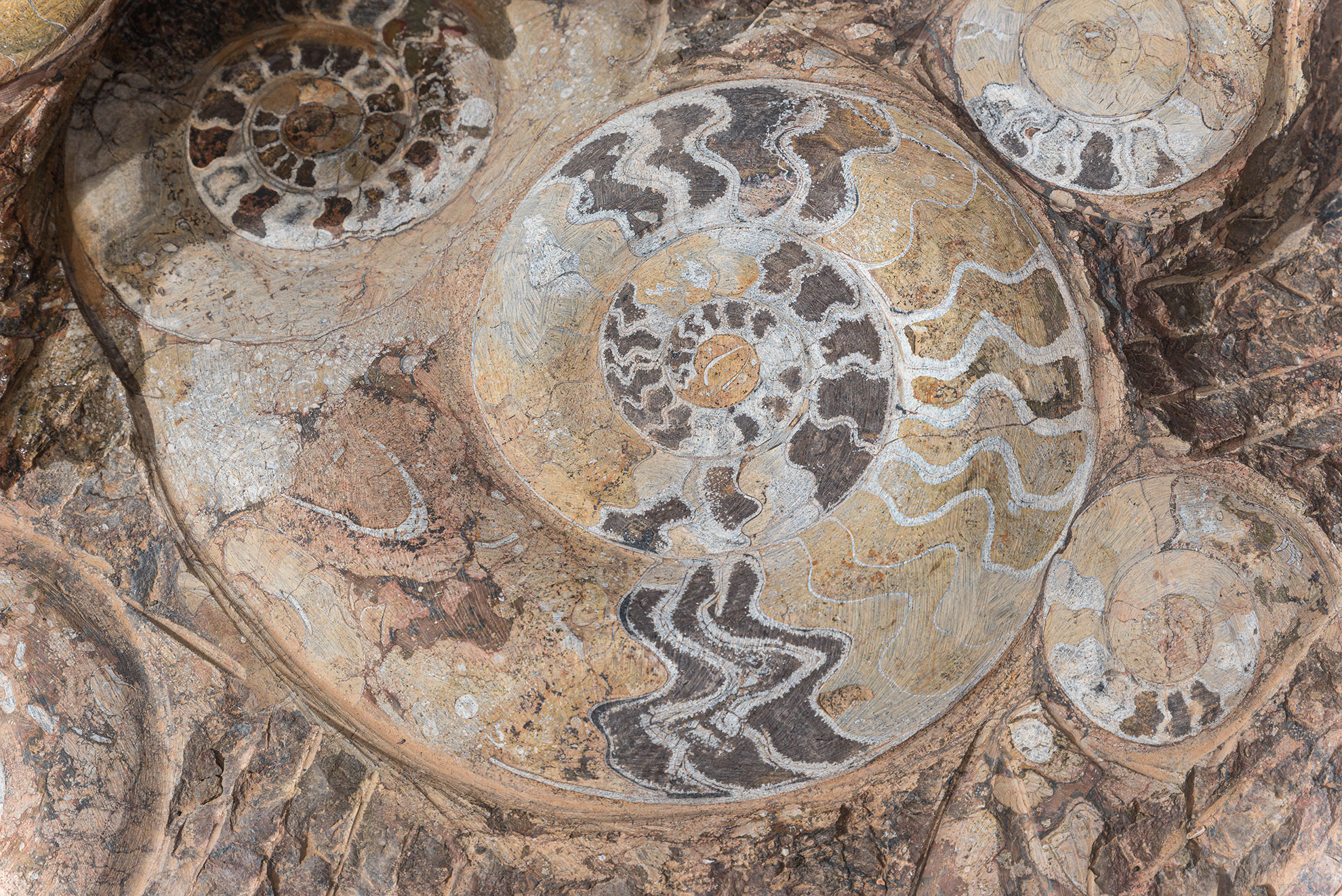 Fossils from Erfoud in the Sahara