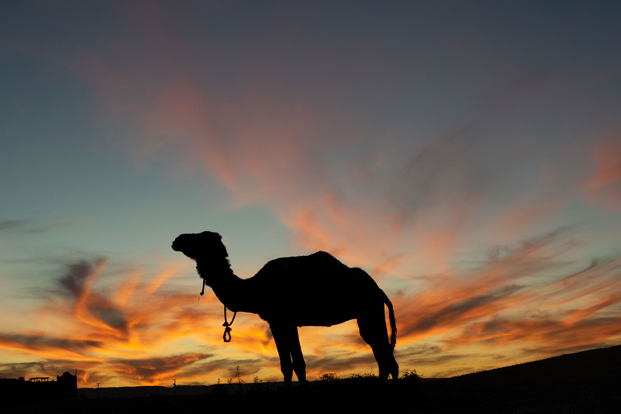 Zagora, Morocco - 12.25.2019: Camel sihouette at sunset
