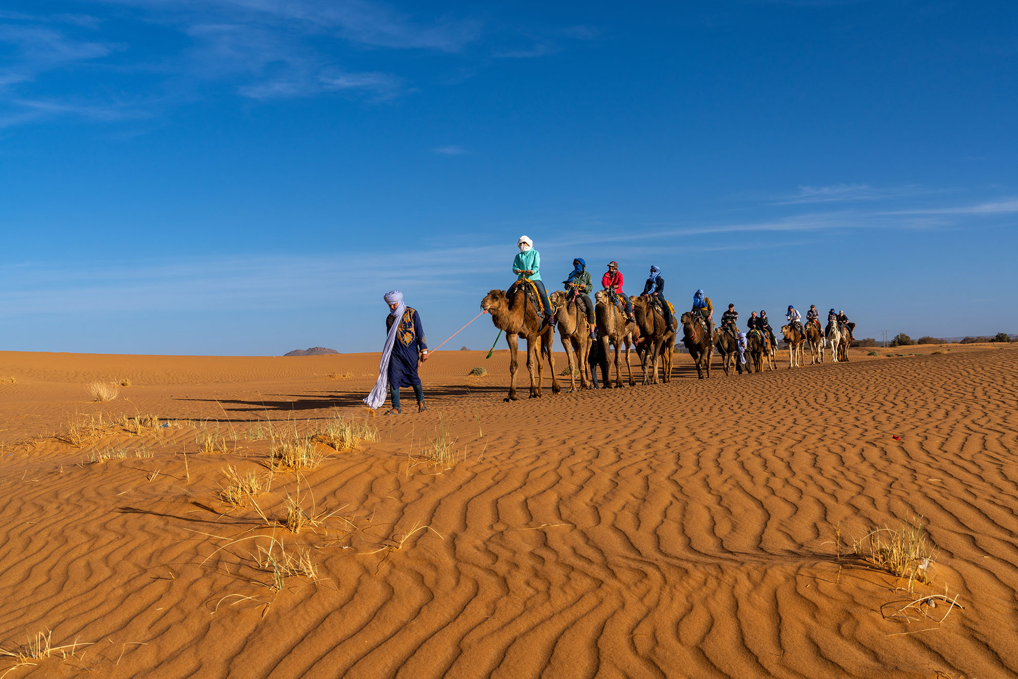 Berber guide leading a tourist group on a dromedary trek into the Sahara Desert in Morocco
