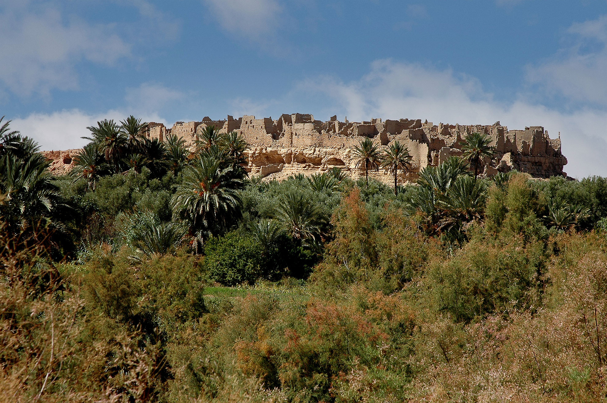 Palm grove of tafilalet in morocco