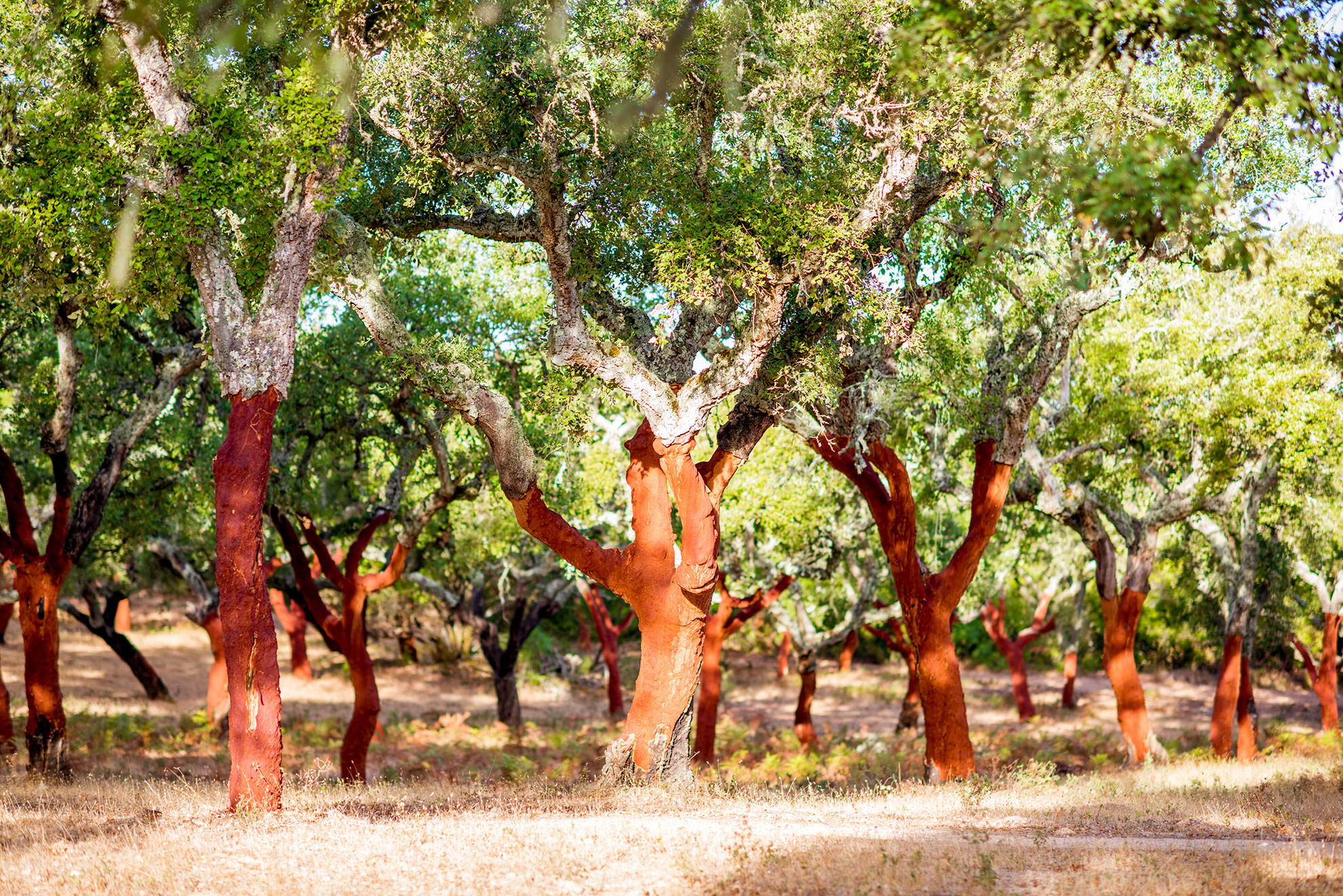 Beautiful view on the plantation of cork oak trees with freshly crumbled bark in Portugal