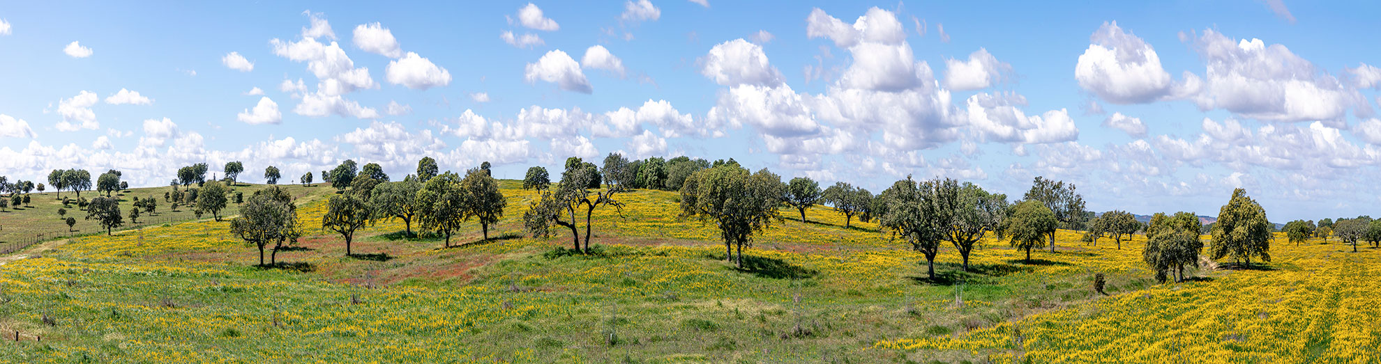 landscape near Ourique at the coast aerea of Algarve in Portugal with olive trees, colorful fields and cork trees