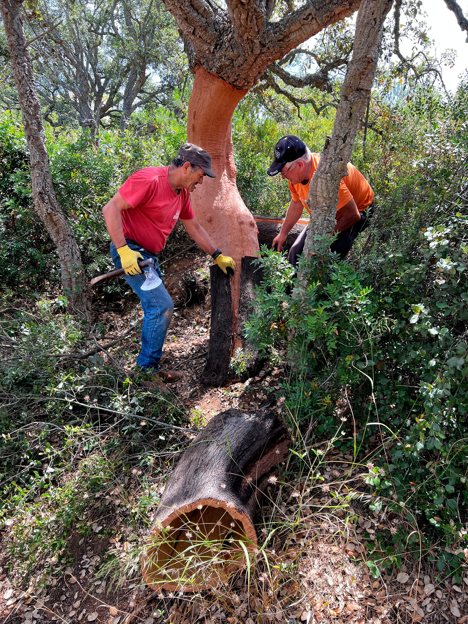 Cork harvesters hand-stripping bark from a cork oak tree in a Portuguese montado forest, Algarve, Portugal