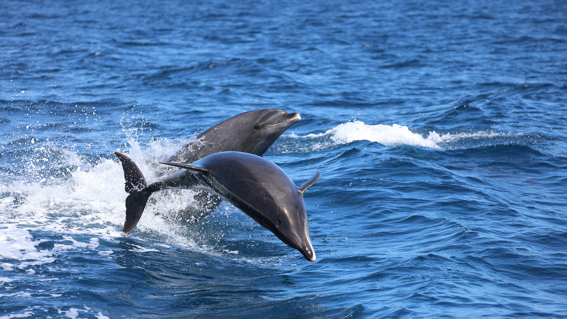 dolphin jumping out of water, two dolphins jumping, bottlenose dolphin