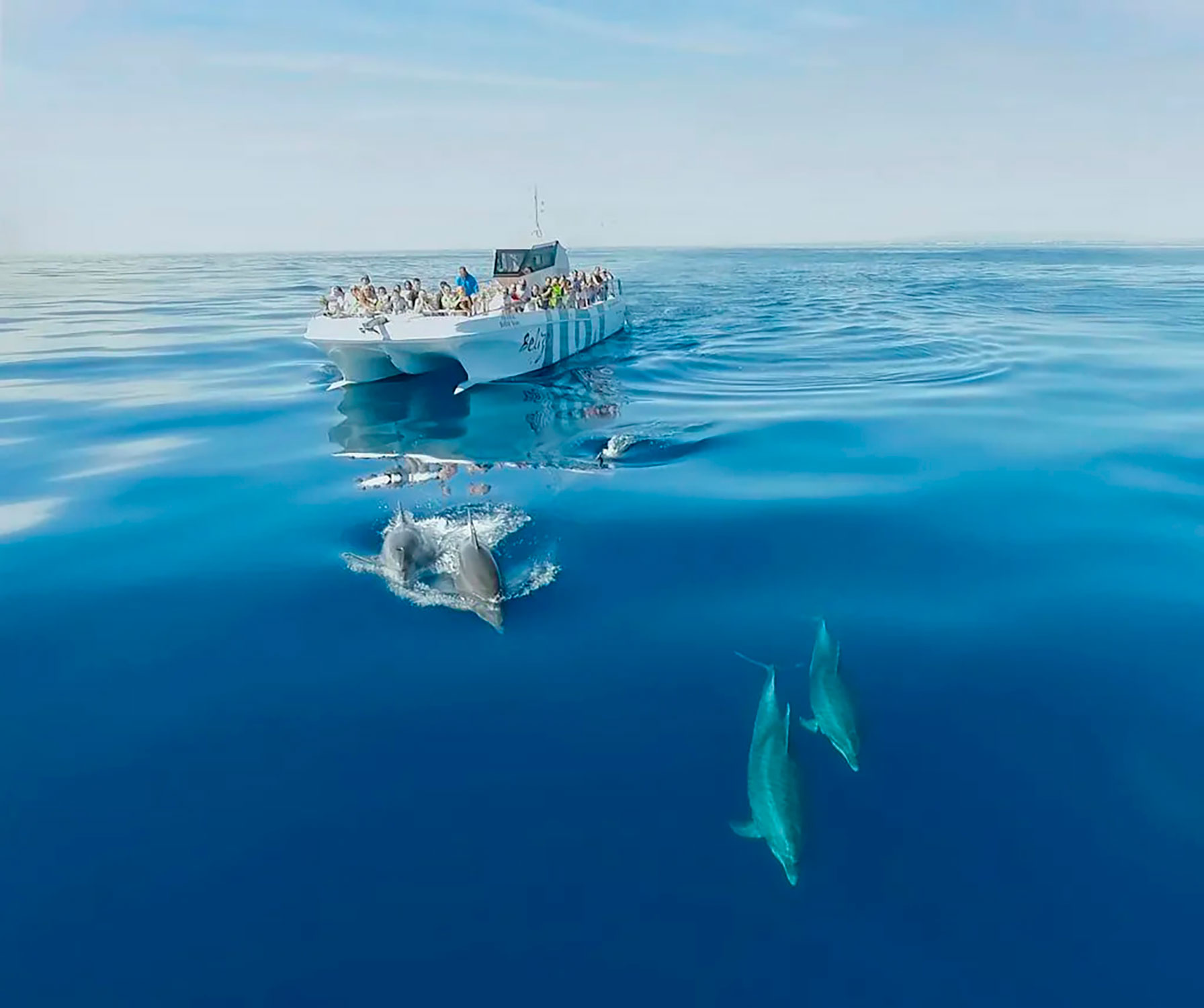 Common dolphins jumping alongside a boat during a dolphin watching tour in the Algarve, Atlantic Ocean