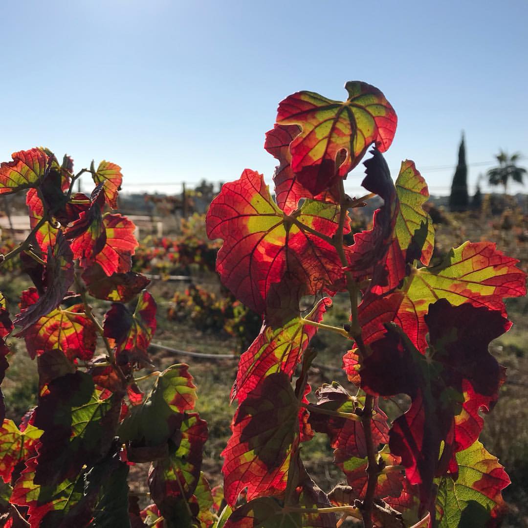 Algarve vineyard at sunset during harvest season, warm golden light over the vines