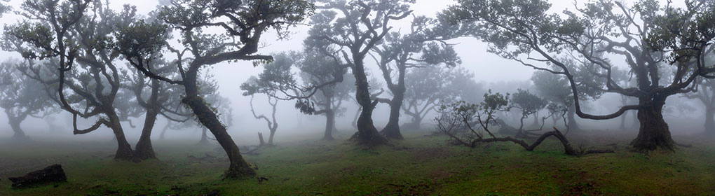 Misty laurel forest at Fanal, Madeira, with ancient twisted trees