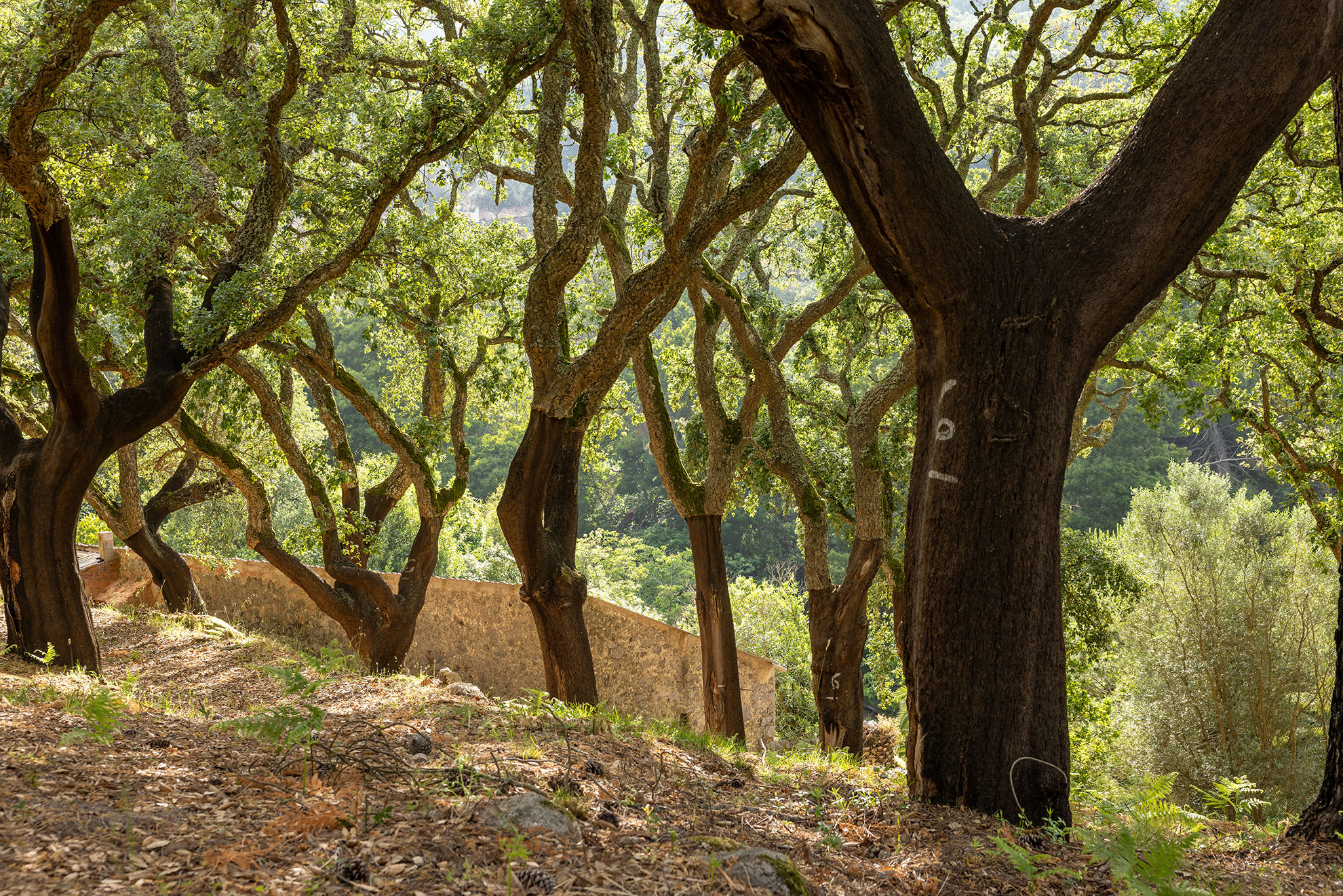 Cork oak trees with harvested bark on a Jeep safari trail in Monchique
