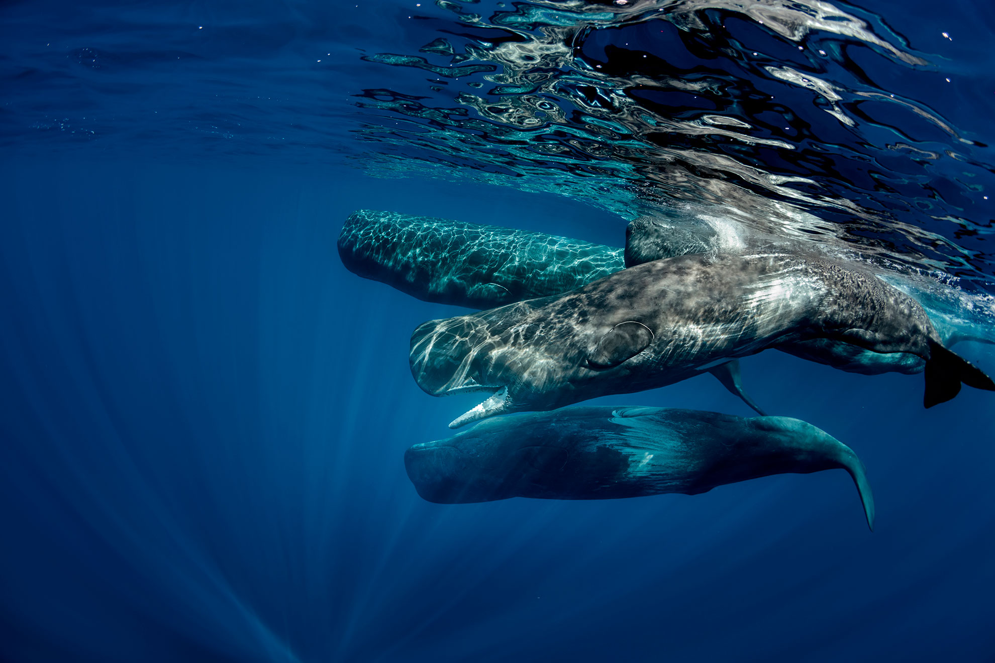 Sperm whale surfacing in the Atlantic Ocean off the coast of São Miguel, Azores