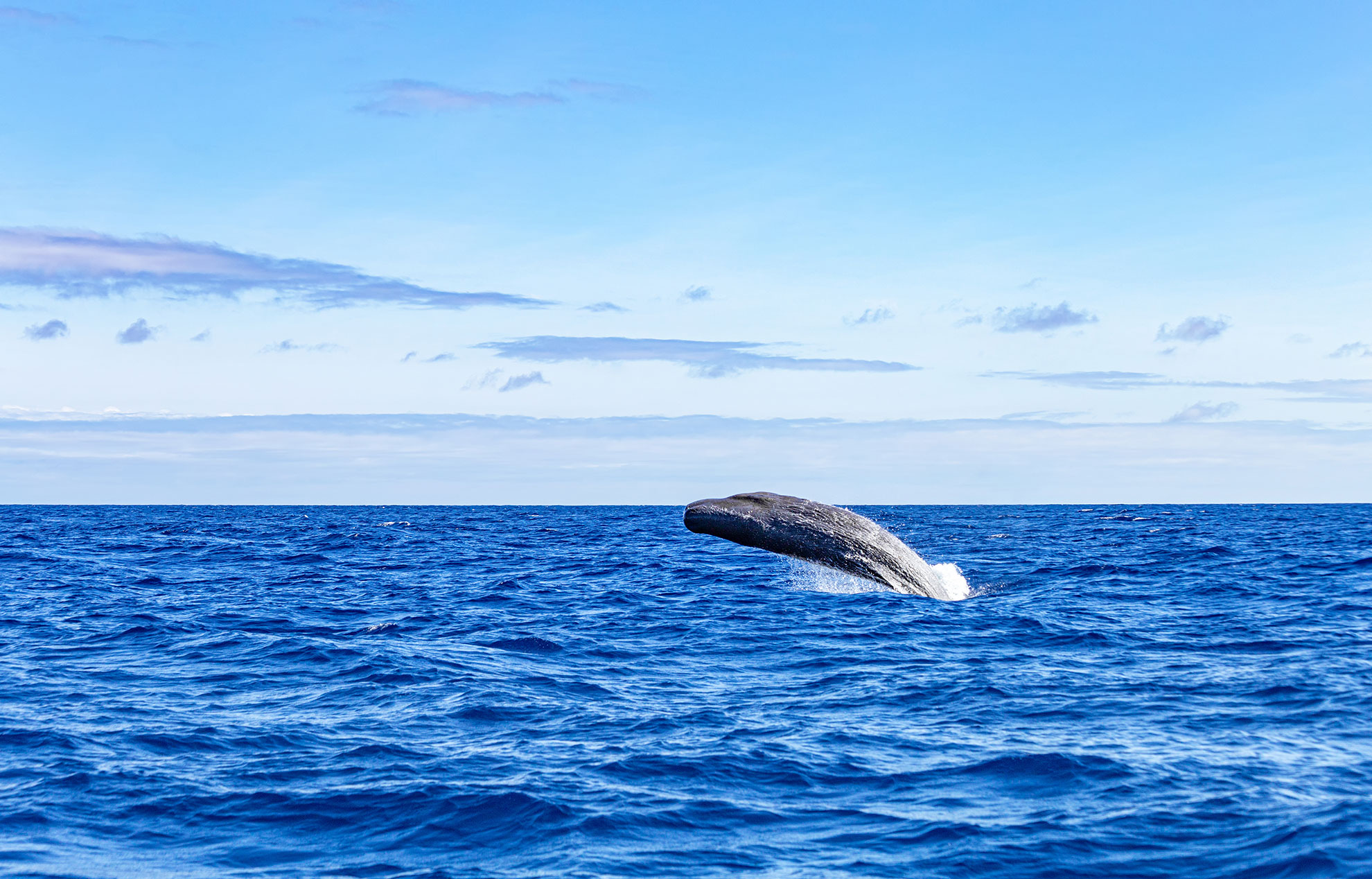 Whale surfacing in deep blue Atlantic water near São Miguel