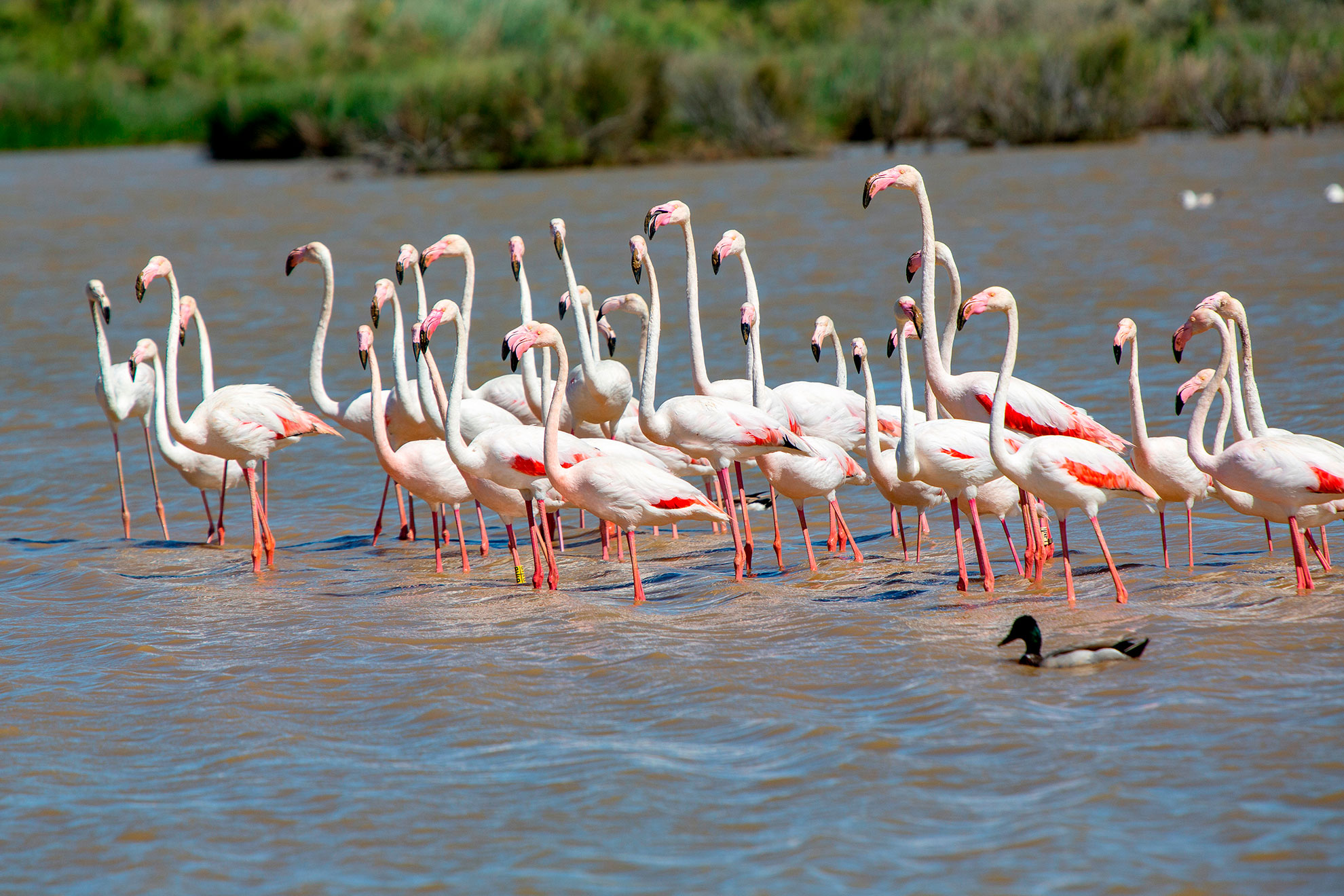 Pink flamingos wading in the shallows of Lagoa dos Salgados