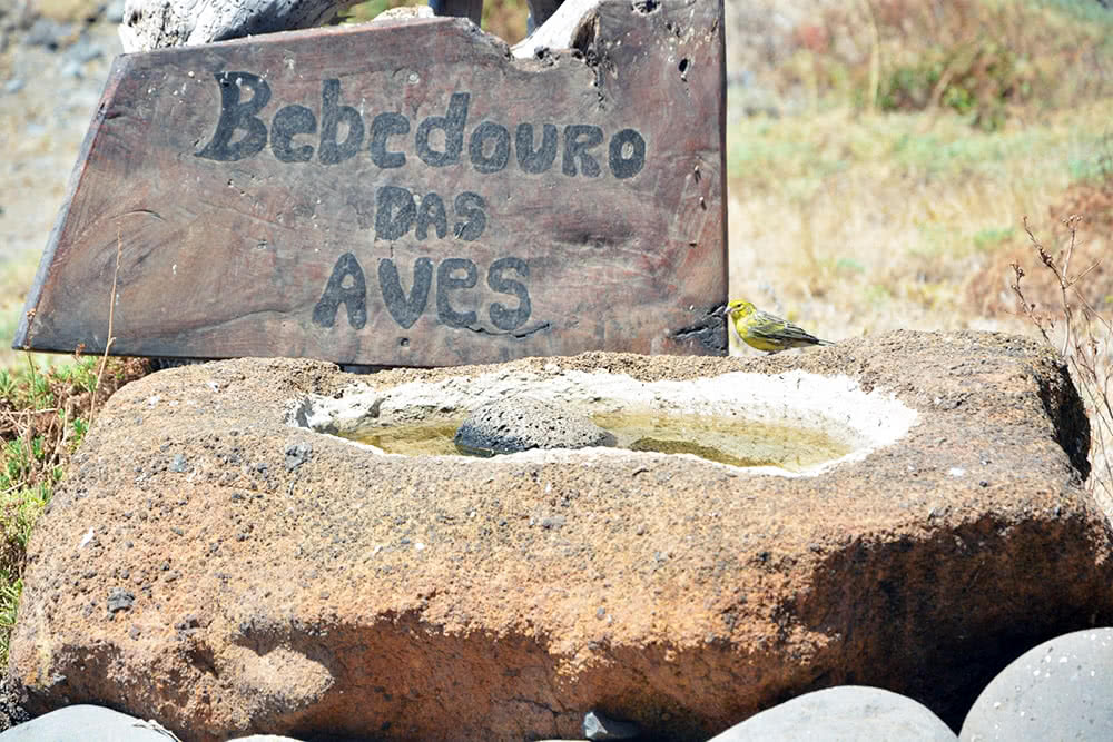 A rustic wooden sign that reads "Bebedouro das Aves" (Birds' Drinking Fountain) stands behind a stone birdbath carved into volcanic rock. A small yellow bird is perched by the water. The background shows the arid, golden valleys of the Desertas Islands in Madeira, sloping down to a deep blue ocean under a clear sky.