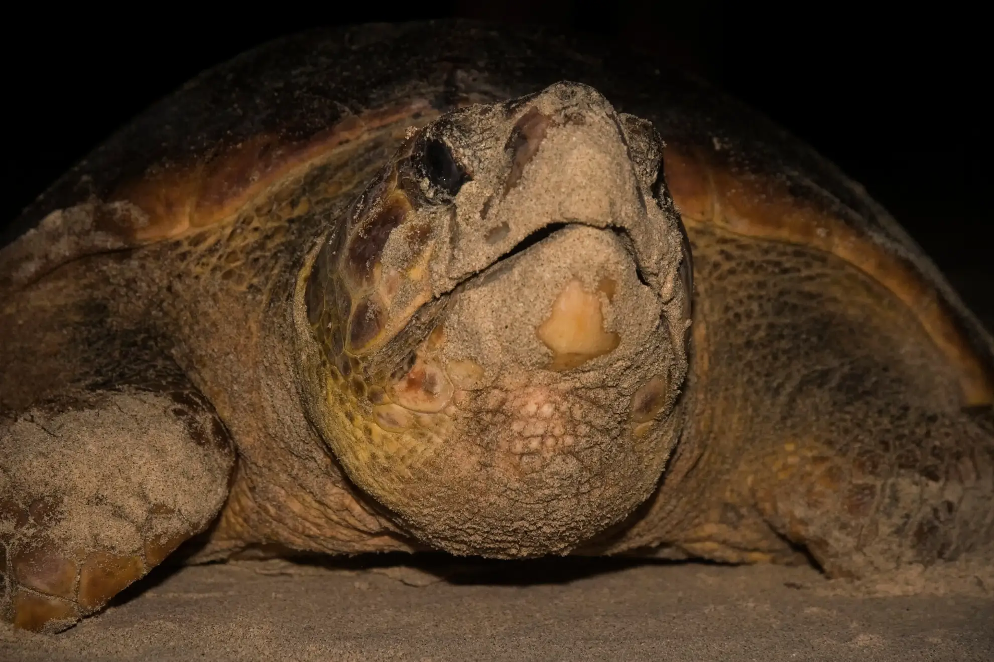 A loggerhead sea turtle emerging from the Cape Verde surf onto a moonlit beach during the nesting season, guided tour group watching from behind