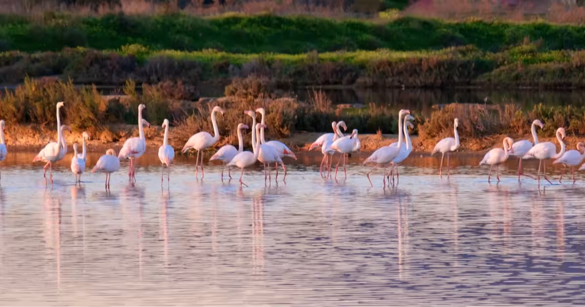 Fenicotteri che guadano nella laguna tidale della Ria Formosa, Algarve, Portogallo