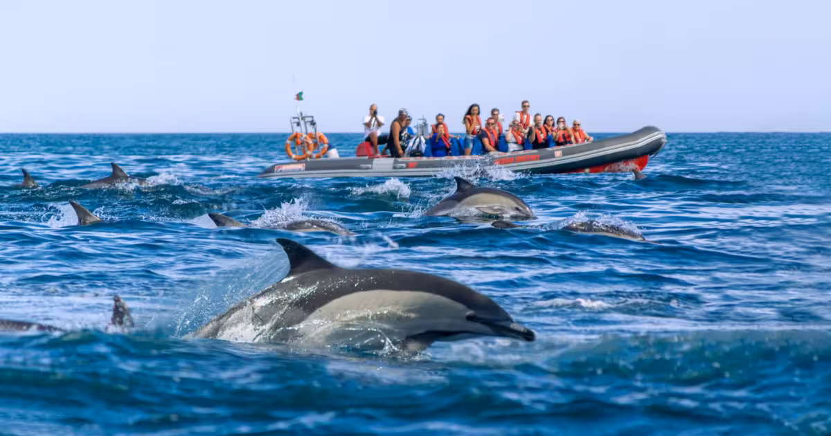 Common dolphins leaping through Atlantic waves off the Algarve coastline Portugal.