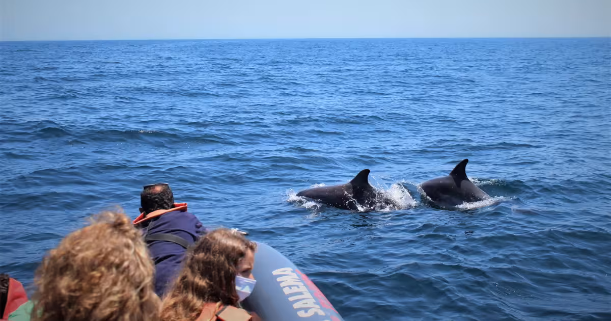 Wild common dolphins leaping beside a boat off the Algarve coastline.