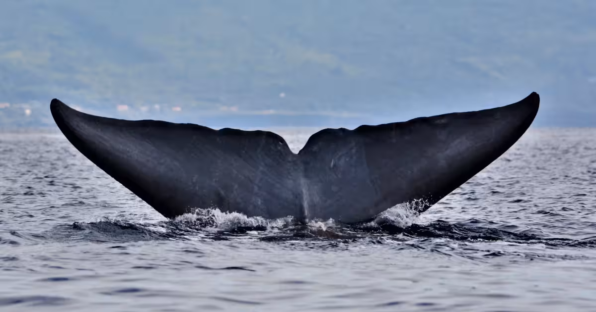 Blue whale surfacing near Pico Island in the Azores with volcanic peak behind