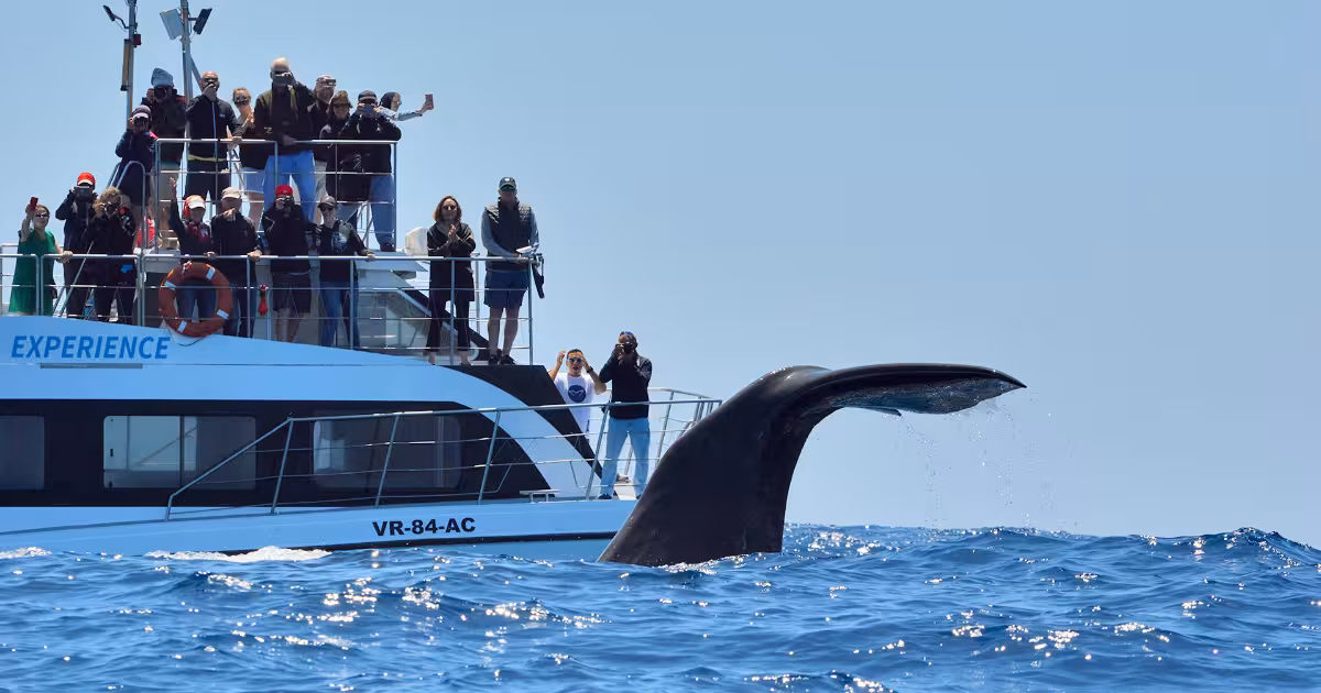 Sperm whale surfacing off the volcanic coastline of the Azores islands.