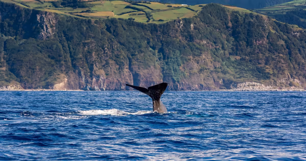 Sperm whale surfacing near volcanic cliffs of S&atilde;o Miguel island Azores