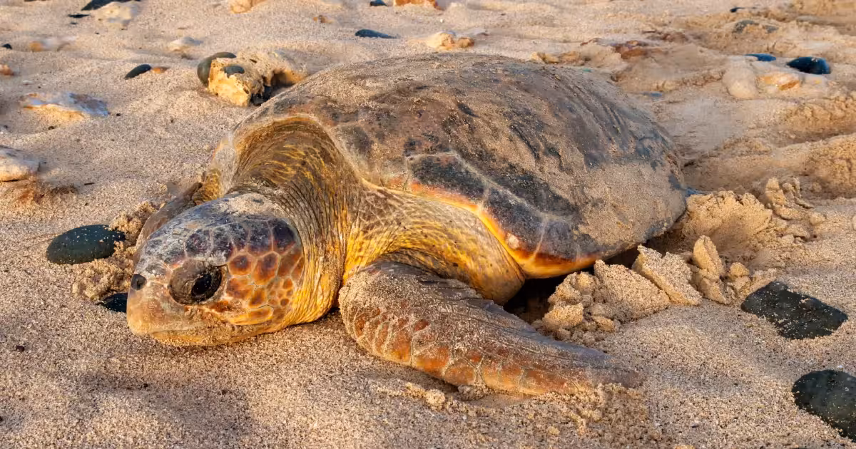 Loggerhead turtle nesting on a moonlit Boa Vista beach at dusk, Cape Verde.