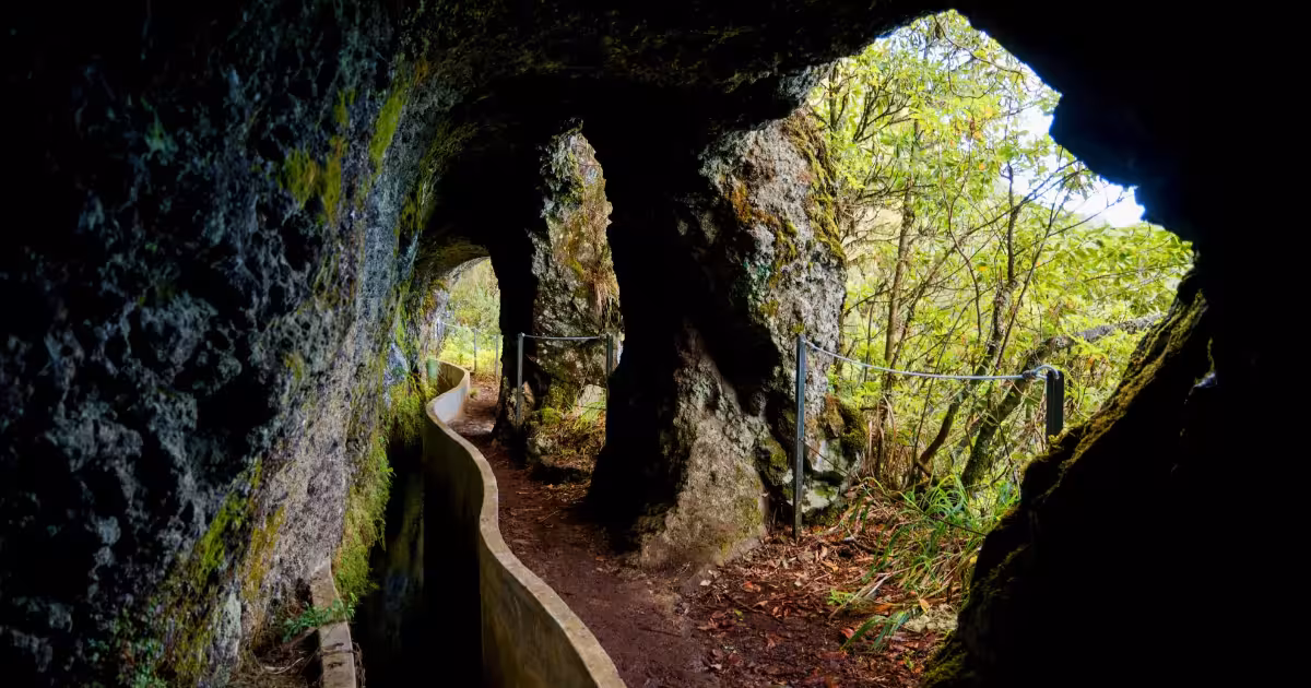 Narrow levada channel cutting through moss-covered laurel forest in Madeira.