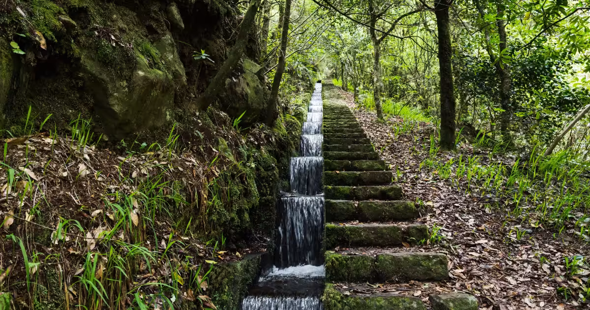 Moss-lined levada path through laurel forest at Ribeiro Frio, Madeira.