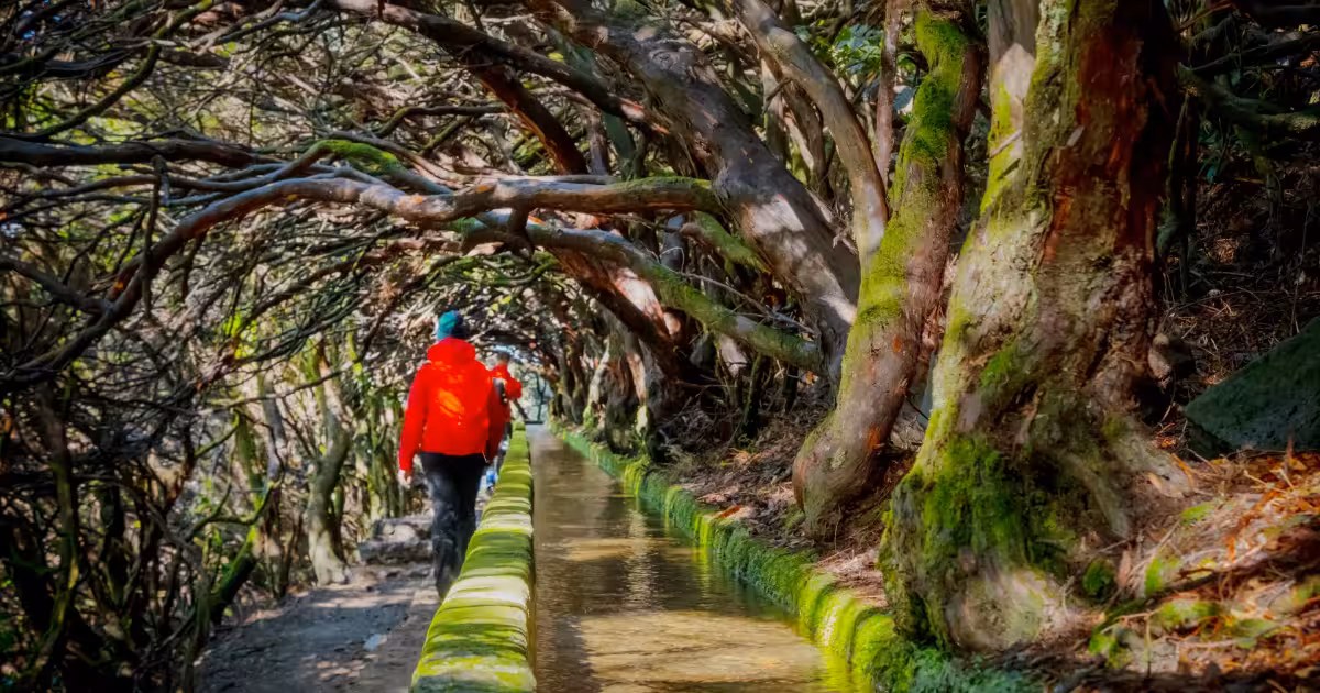 Hiker walking along a narrow levada channel through dense Laurissilva forest in Madeira.