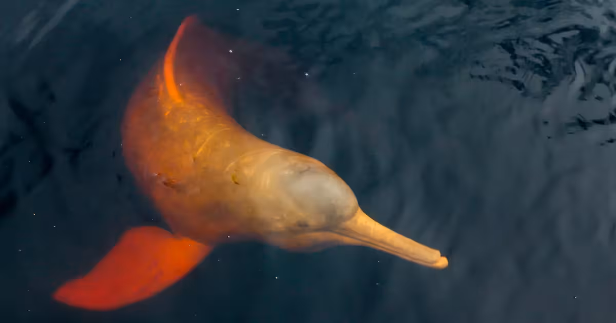 Pink river dolphin surfacing on the Amazon River near Manaus, Brazil.