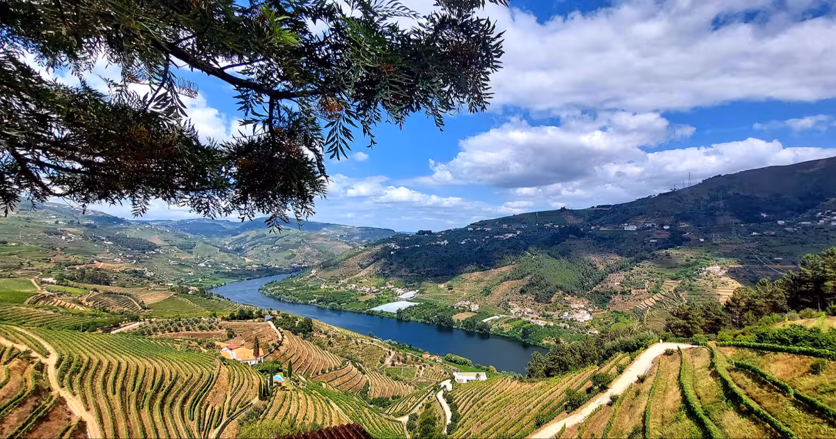 Terraced Douro Valley vineyards at golden hour above the winding river