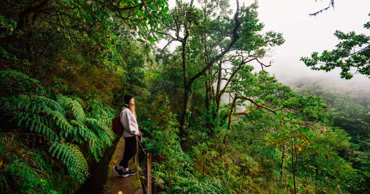 Narrow levada footpath winding through dense green laurel forest in Madeira.