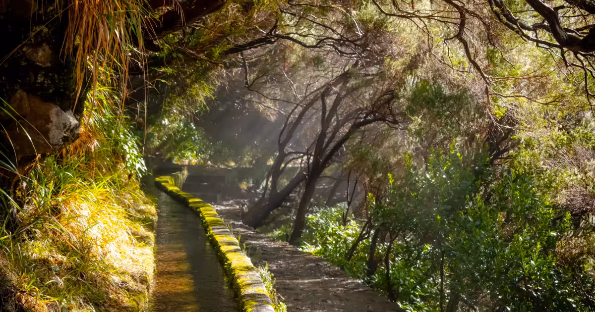Emerald levada trail winding through mist-shrouded Laurissilva forest in Madeira.