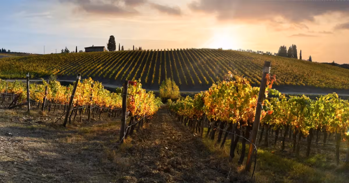Sunlit Tuscan vineyard rows with cypress trees and a stone winery in the distance.