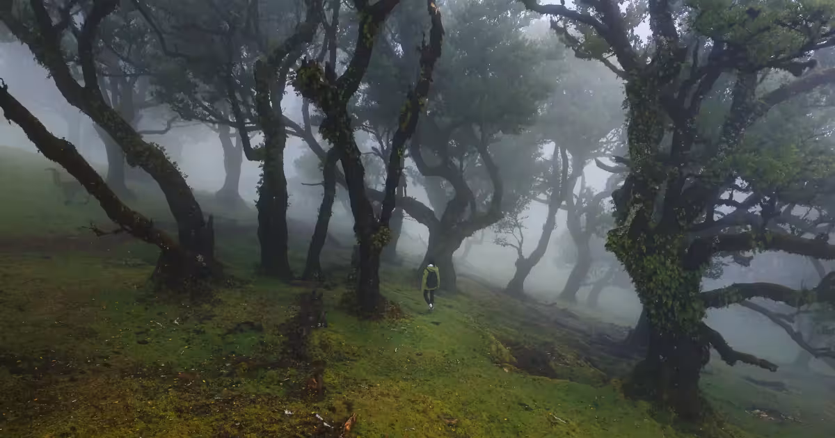 Hiker standing at edge of Madeira laurel forest trail overlooking Atlantic Ocean