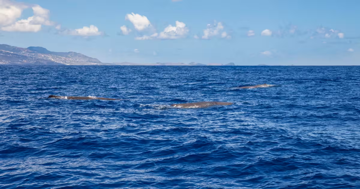 Sperm whale surfacing off Madeira Island coast with blue Atlantic waters