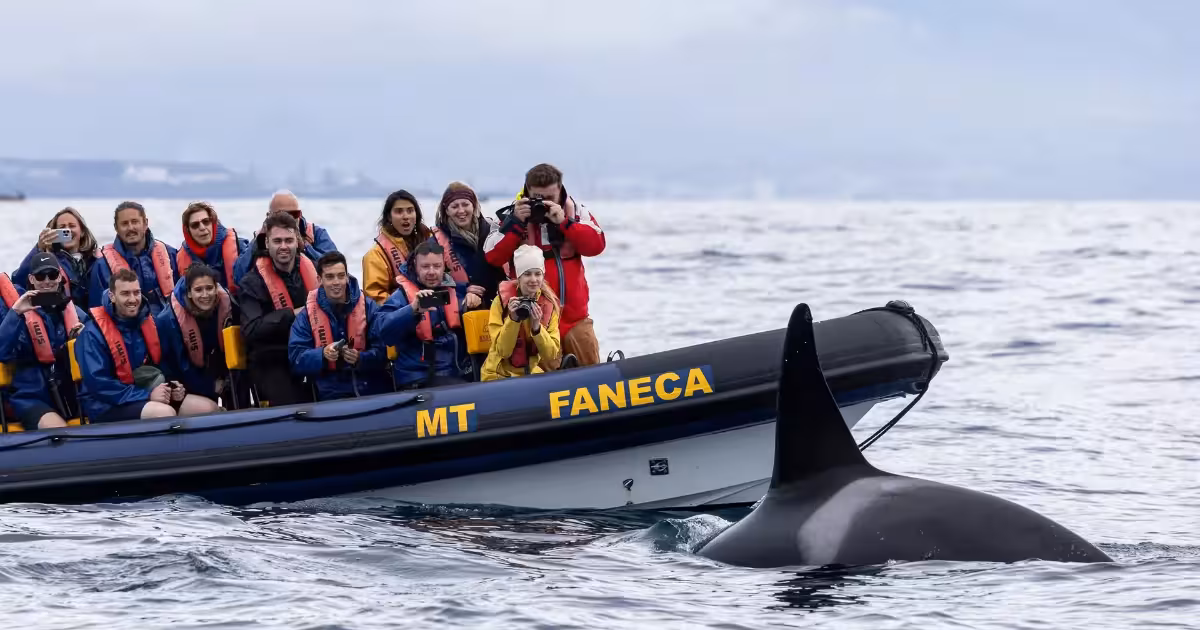 Sperm whale surfacing near a Zodiac boat in the Azores Atlantic