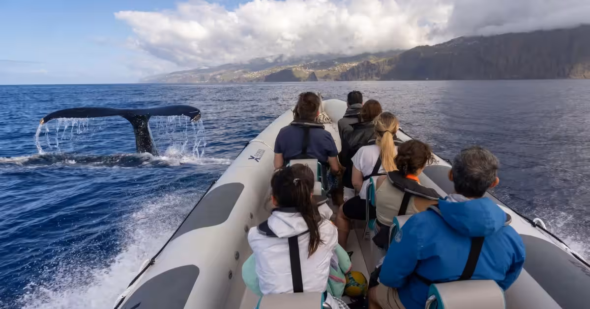 Sperm whale surfacing near a small boat off the coast of Madeira.
