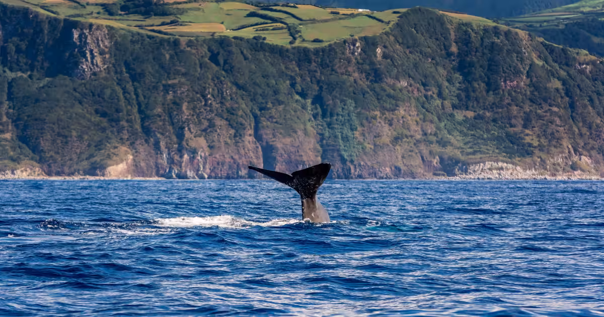 Sperm whale surfacing off S&atilde;o Miguel island with Azores coastline in background.