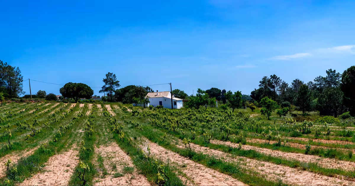 Sun-drenched Algarve vineyard rows with terracotta hills and cork oaks in background.