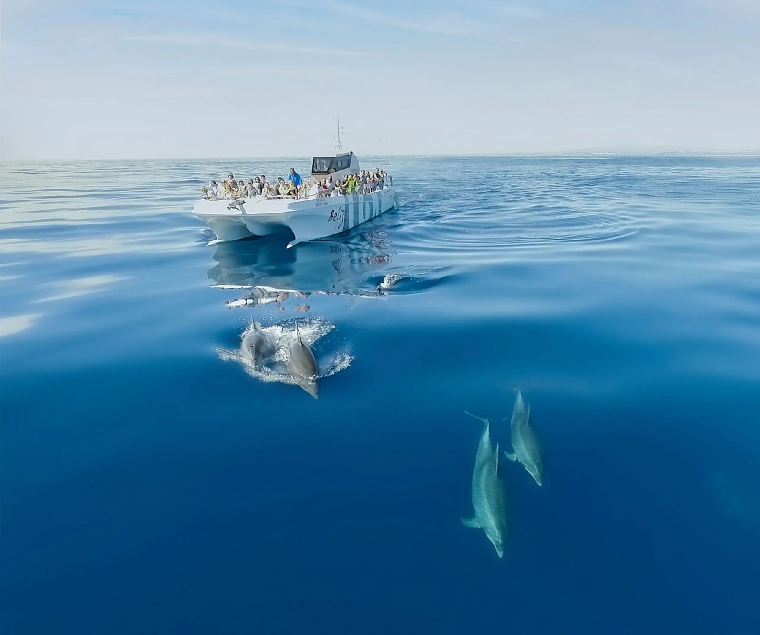 Common dolphins bow-riding alongside a catamaran in the Atlantic south of Albufeira.