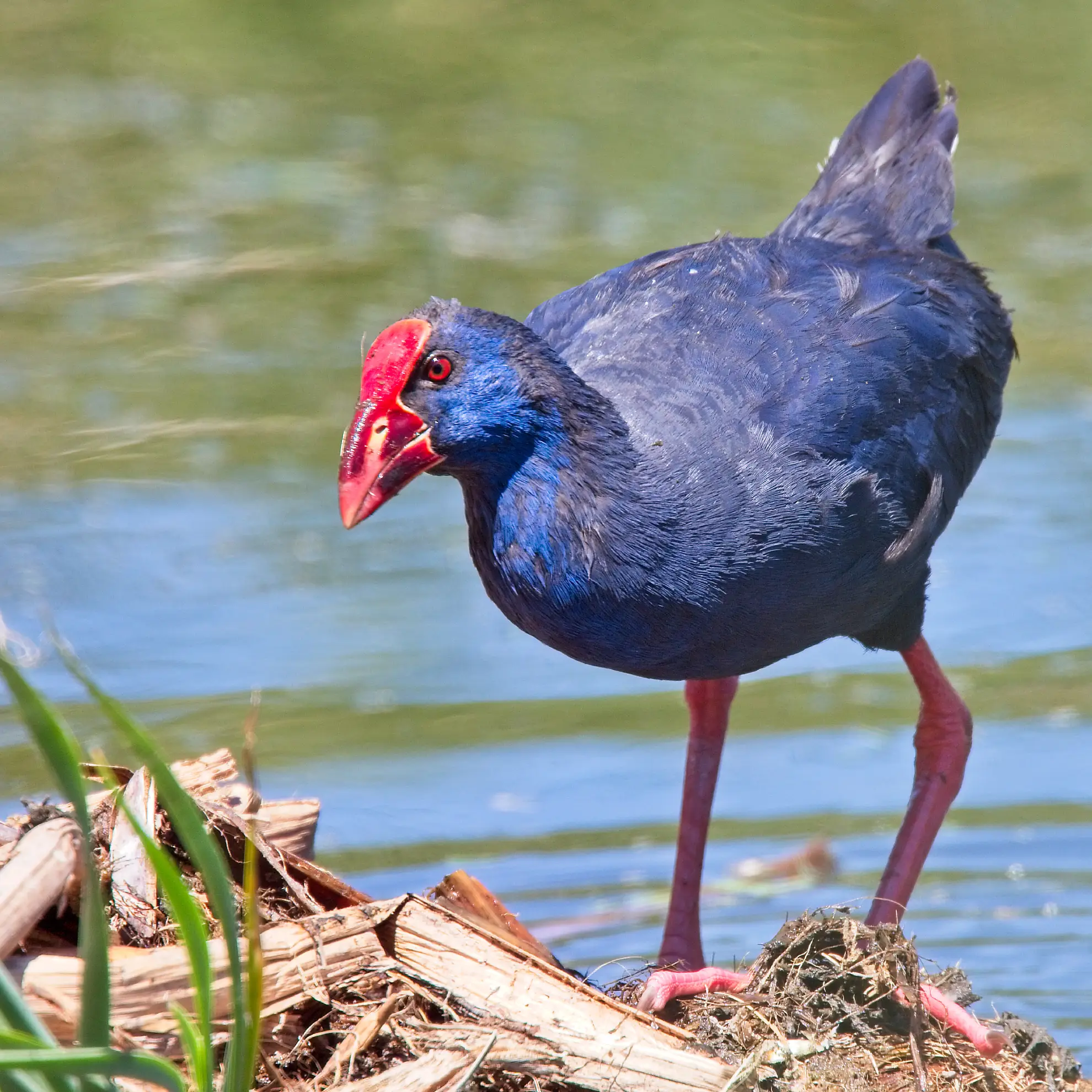Folaga sultana tra le canne ai margini della laguna del Parco Naturale della Ria Formosa