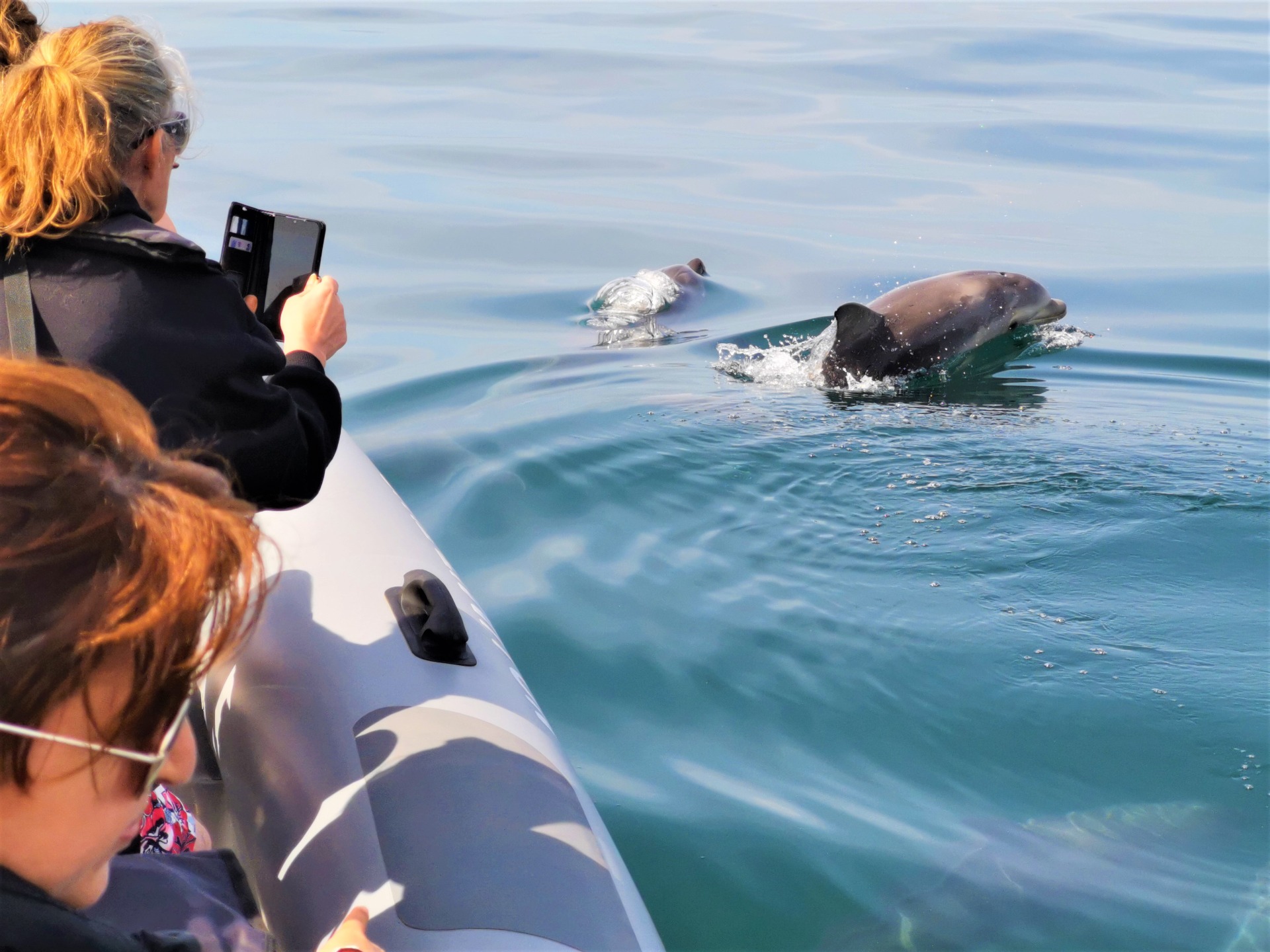 Bottlenose dolphin swimming beneath a tour boat off the Algarve coast.