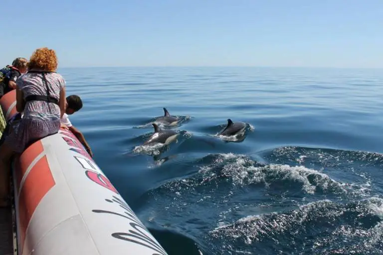 Pod of common dolphins swimming near the Lagos limestone coastline in Portugal.