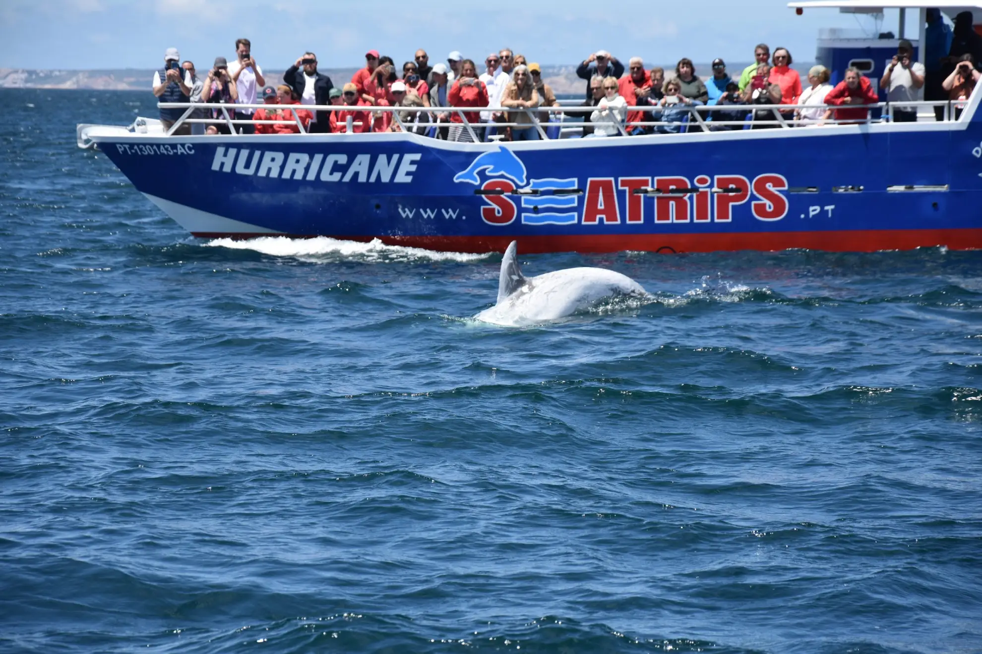 Bottlenose dolphin surfacing close to a tour boat in the Algarve Atlantic waters.