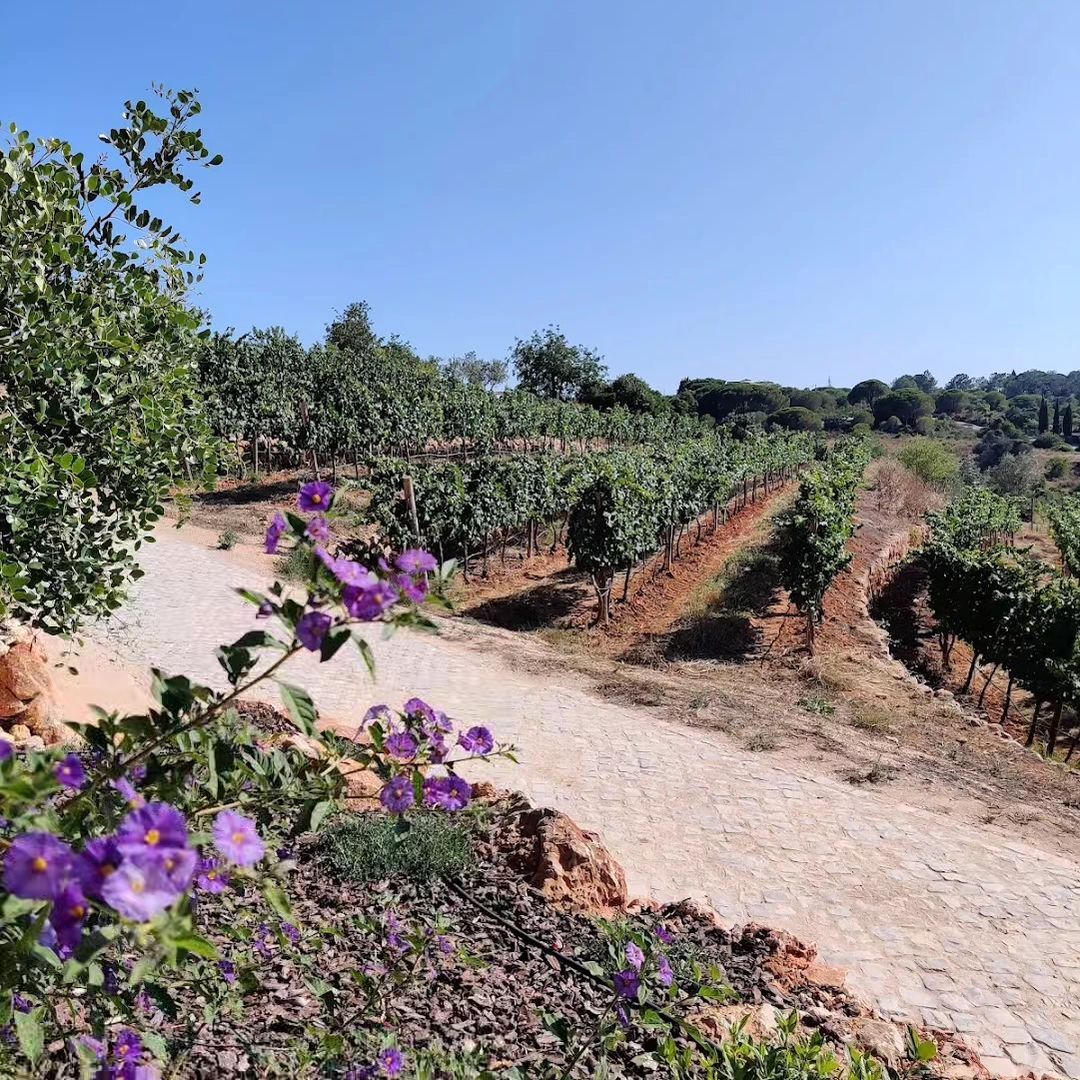 Filari di viti in una tenuta vinicola di Lagoa in Algarve durante la luce dorata del tramonto.