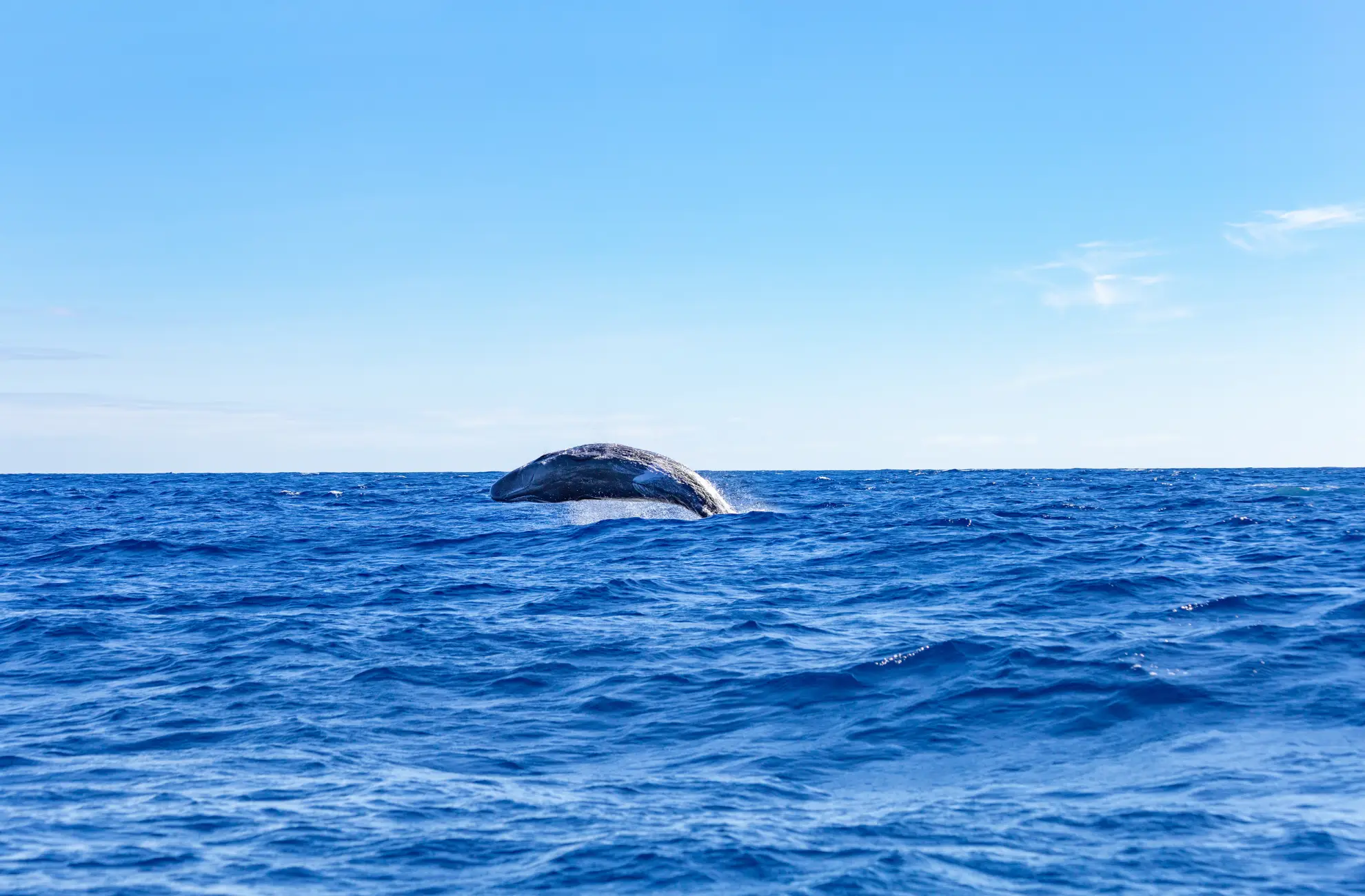 Blue whale spout rising nine metres against a clear sky near S&atilde;o Miguel island