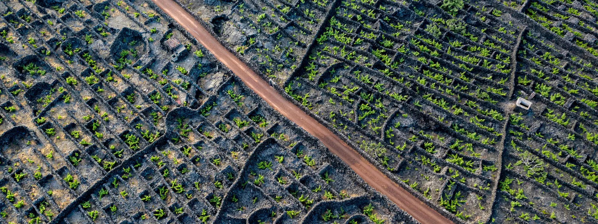UNESCO-protected basalt currais vineyard walls on Pico Island southern coast.