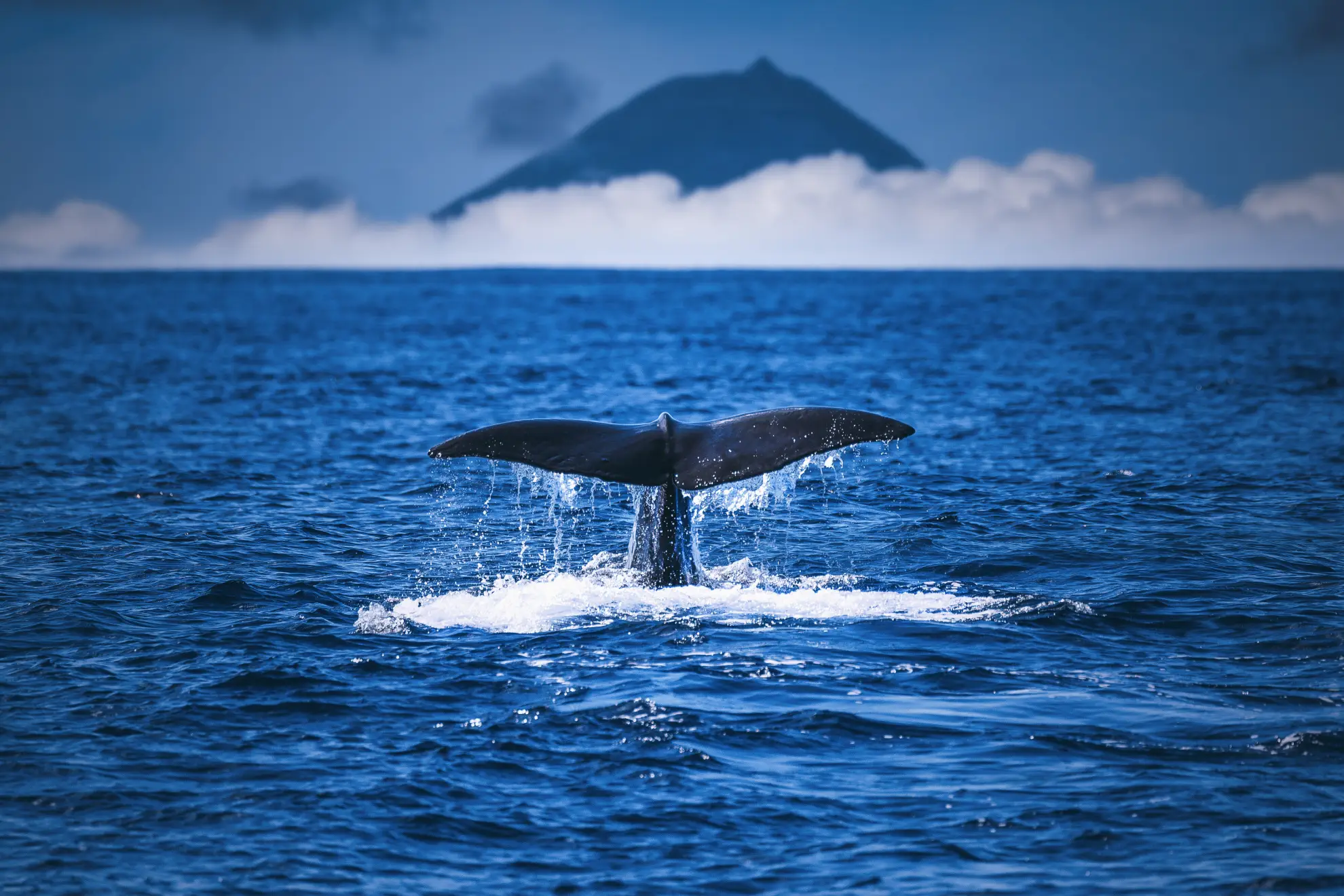 Blue whale surfacing in the Pico-Faial channel with Pico volcano in background.