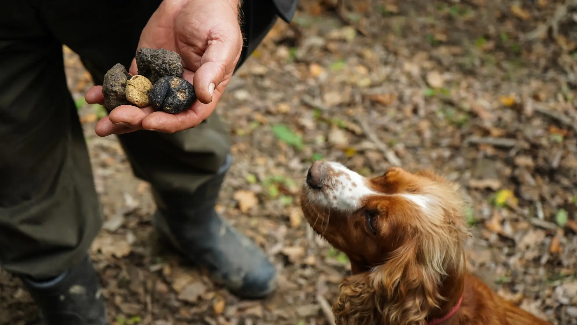 Truffle hunter and dog searching in oak forest near Alba, Piedmont.