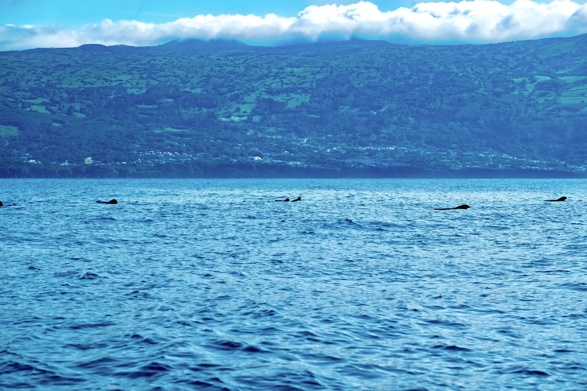 Pod of short-finned pilot whales surfacing Atlantic waters near Azores