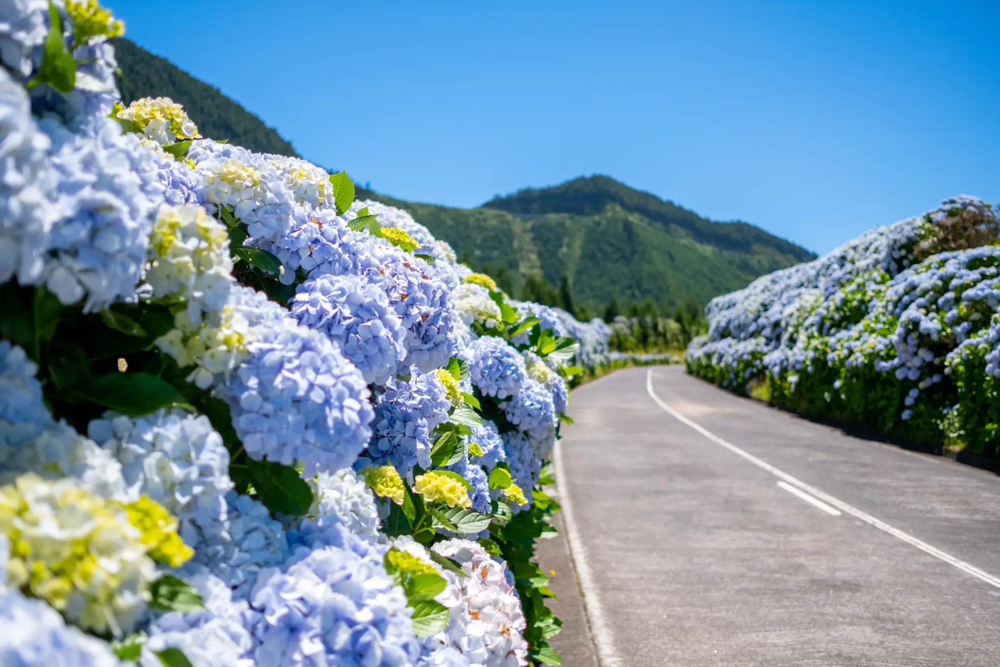 Blue hydrangea hedges lining a narrow road on S&atilde;o Miguel in summer bloom
